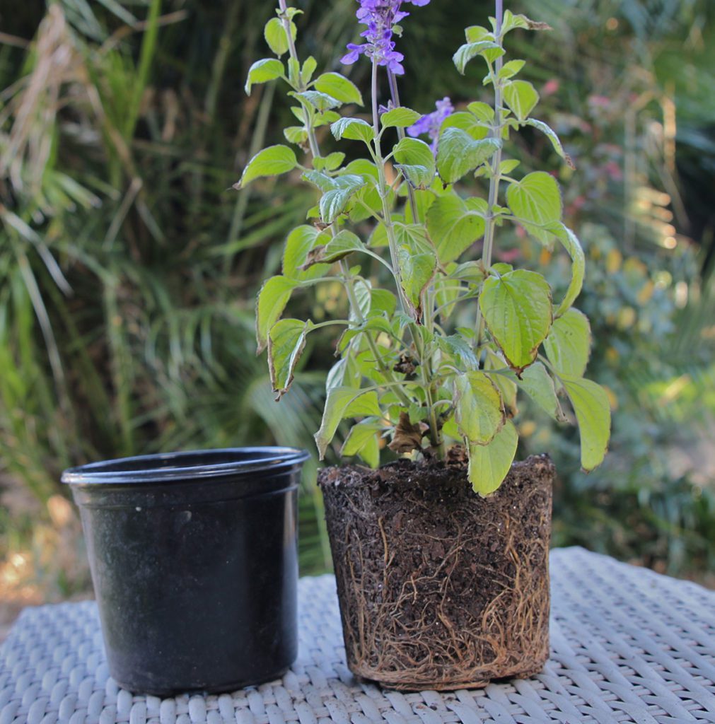 Plant in a plastic pot