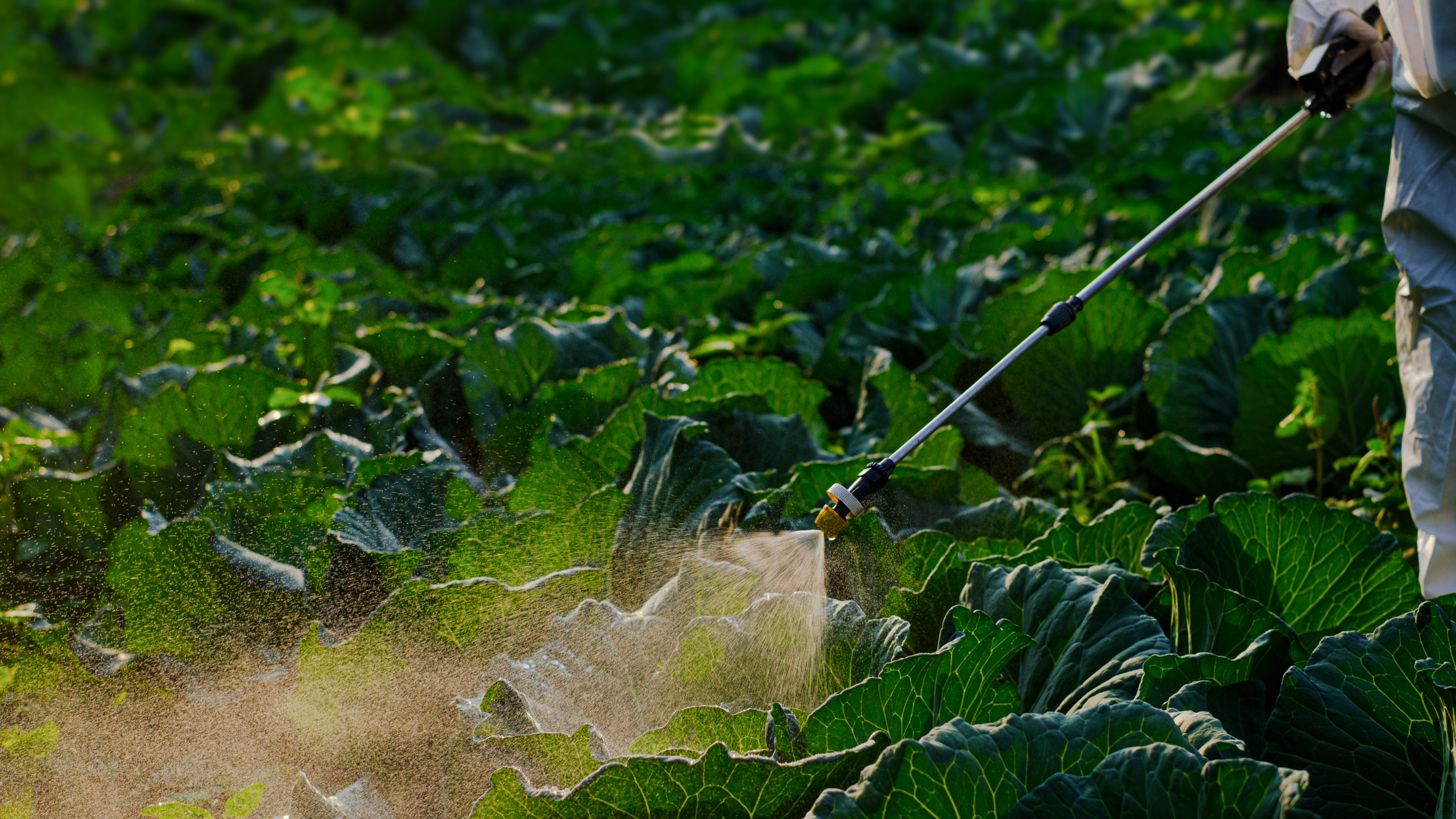 Featured Image: What Are The Three Main Types Of Organic Fertilizers? Image of a person fertilising crops on a field