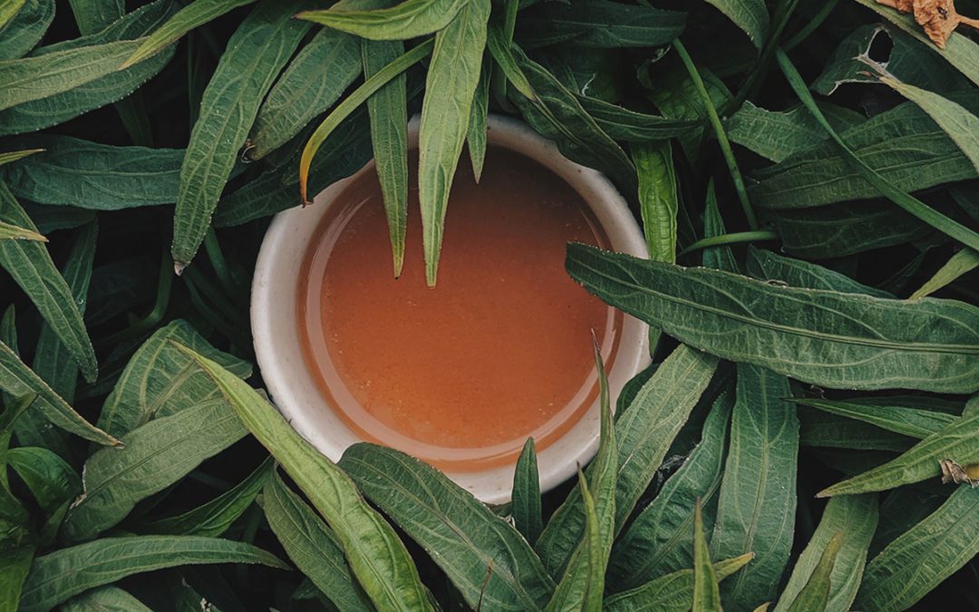 A cup of rooibos tea in between plants