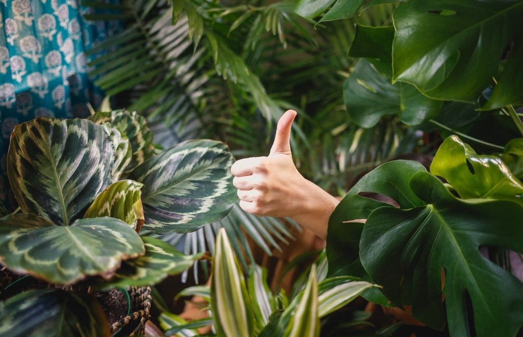 A hand sticking a thumbs up between healthy houseplants