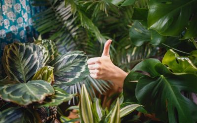 A Care Guide for Healthy Houseplants
