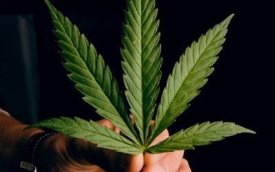 Grow Your Own Cannabis At Home: The Ultimate Cannabis Grow Bag Checklist