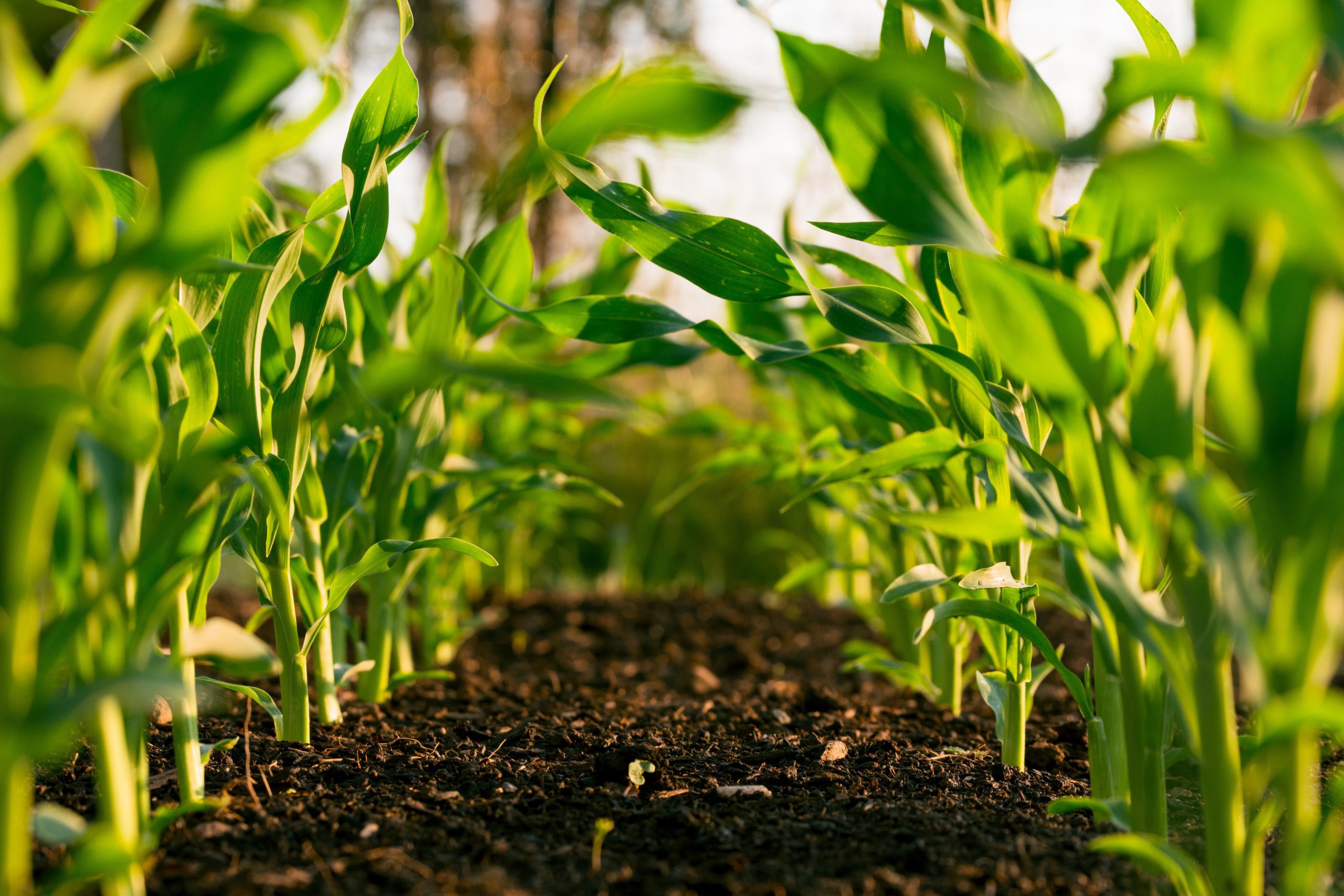 Benefits of Using Organic Fertilizers