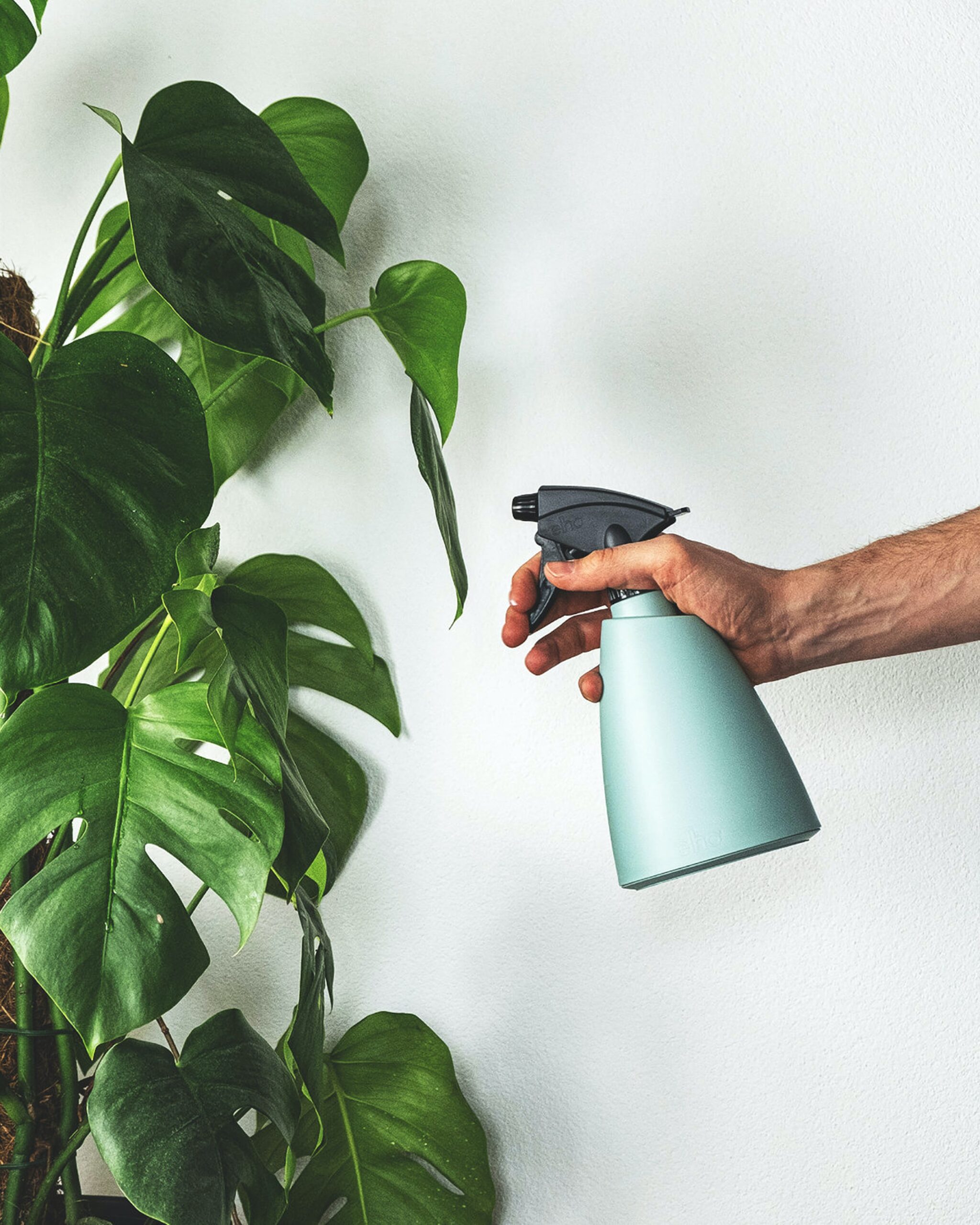 spraying natural fertilizer on indoor plants