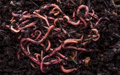 Earthworms: Why It Is Beneficial To Maintain Your Soils Biodiversity