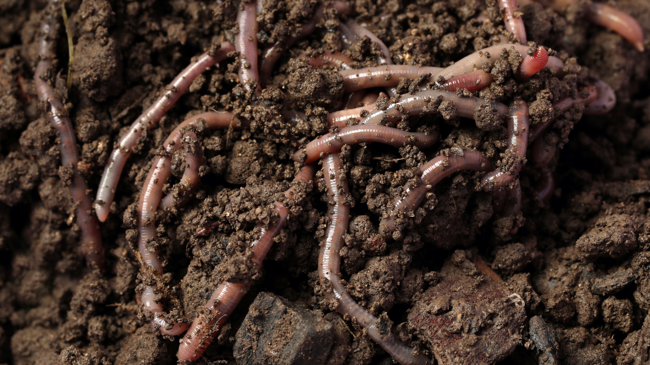 Featured Image: Earthworms: Why It Is Beneficial To Maintain Your Soils Biodiversity Image of earthworms in soil