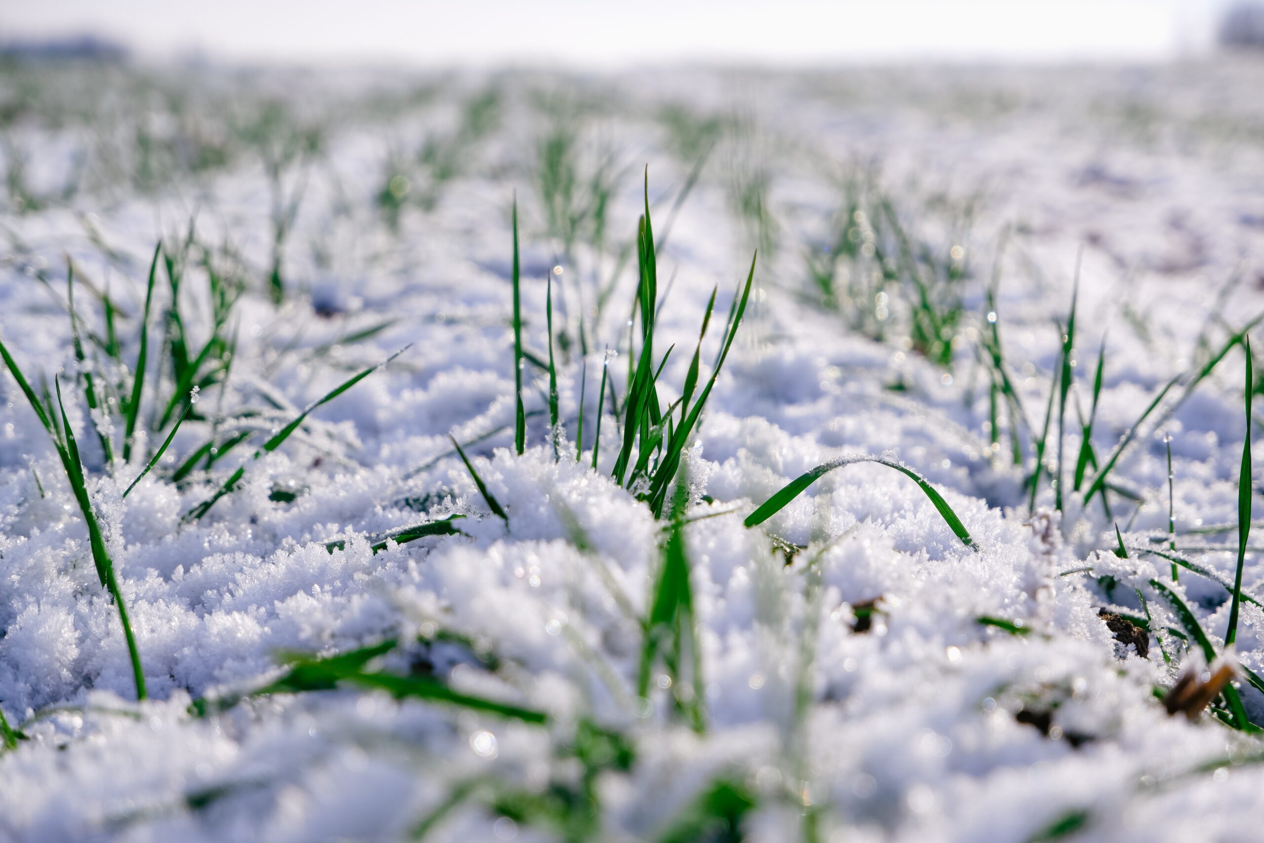 Choosing the Right Fertilizer for Winter