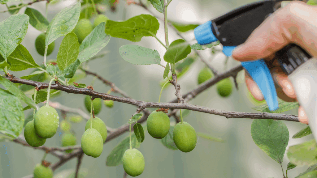 Featured Image: Benefits of Using Organic Fertilizers Image of person spraying organic fertiliser on olive tree