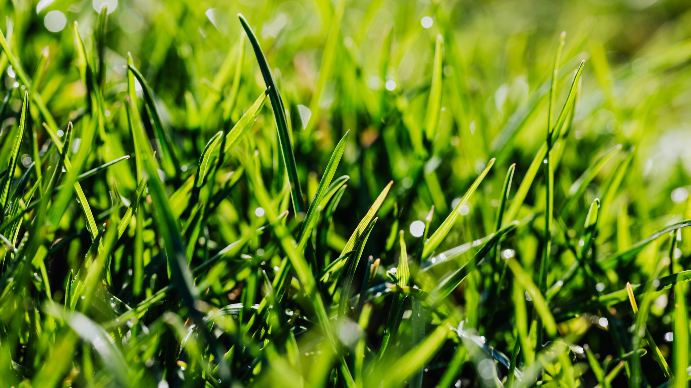 Featured Image: Best fertiliser for lawns South Africa Image of grass
