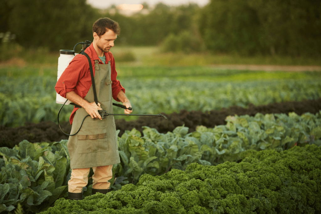 Man spraying calcium on his spinach farm