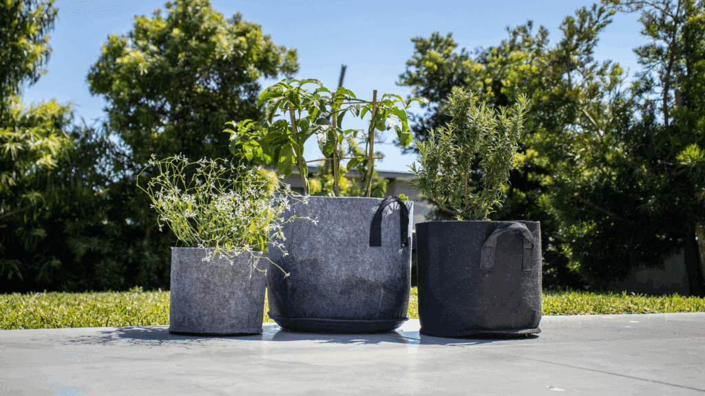 Featured Image: Can You Reuse Fabric Grow Bags? Image of fabric grow bags with plants in