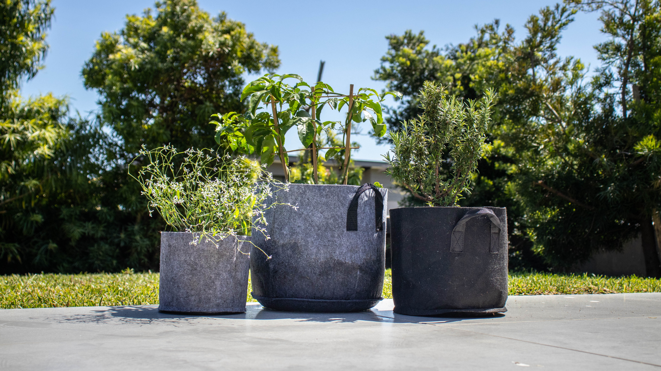 Featured Image: Can You Reuse Fabric Grow Bags? Image of fabric grow bags with plants in