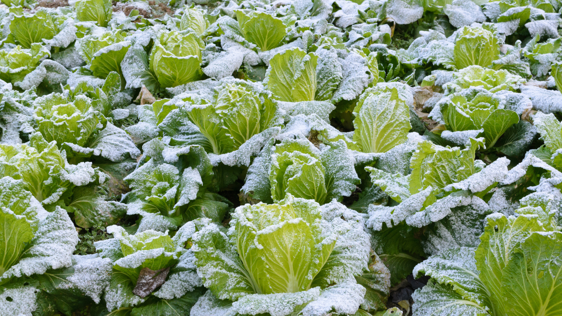 Featured Image: Choosing the right fertiliser for winter Image of cabbage crops covered in winter snow