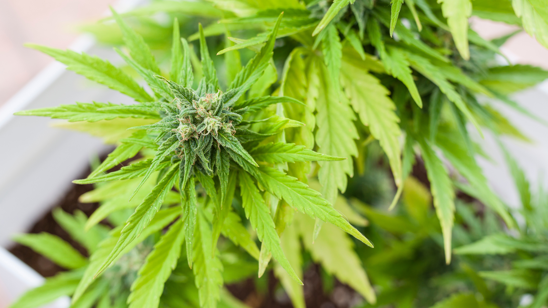 Featured Image: Grow Your Own Cannabis At Home: The Ultimate Cannabis Grow Bag Checklist Image of cannabis plant