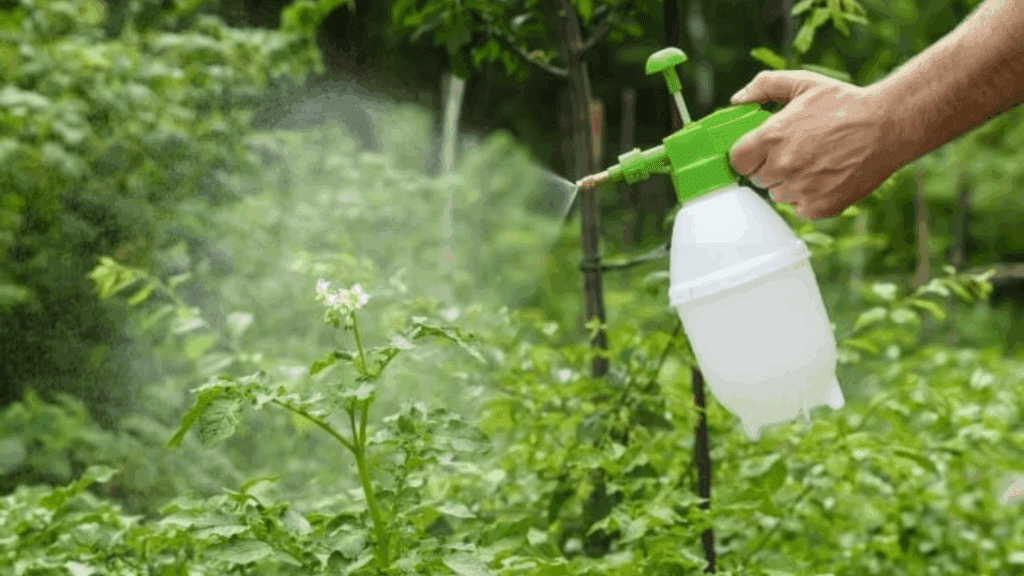 Featured Image: Natural Fertilizer: What Is It? Image of spray bottle spraying fertiliser on plants