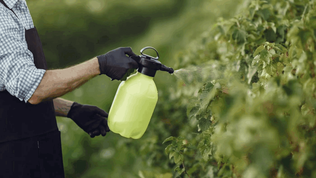 Featured Image: The Importance of N.P.K for Healthy Plants and Crops Image of person using a spray bottle spraying plants with fertiliser
