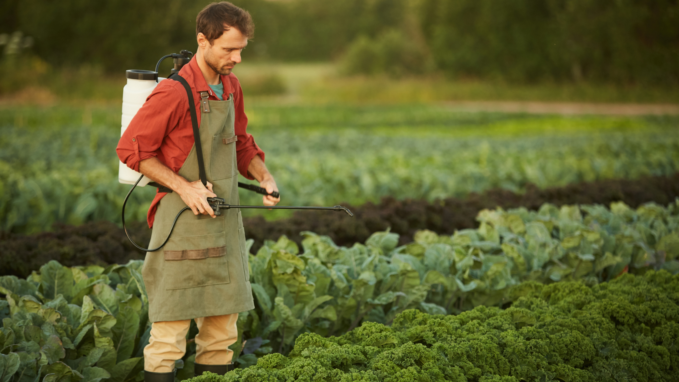 Featured Image: The Role of Calcium in Plant Health Man spraying calcium additive onto crops