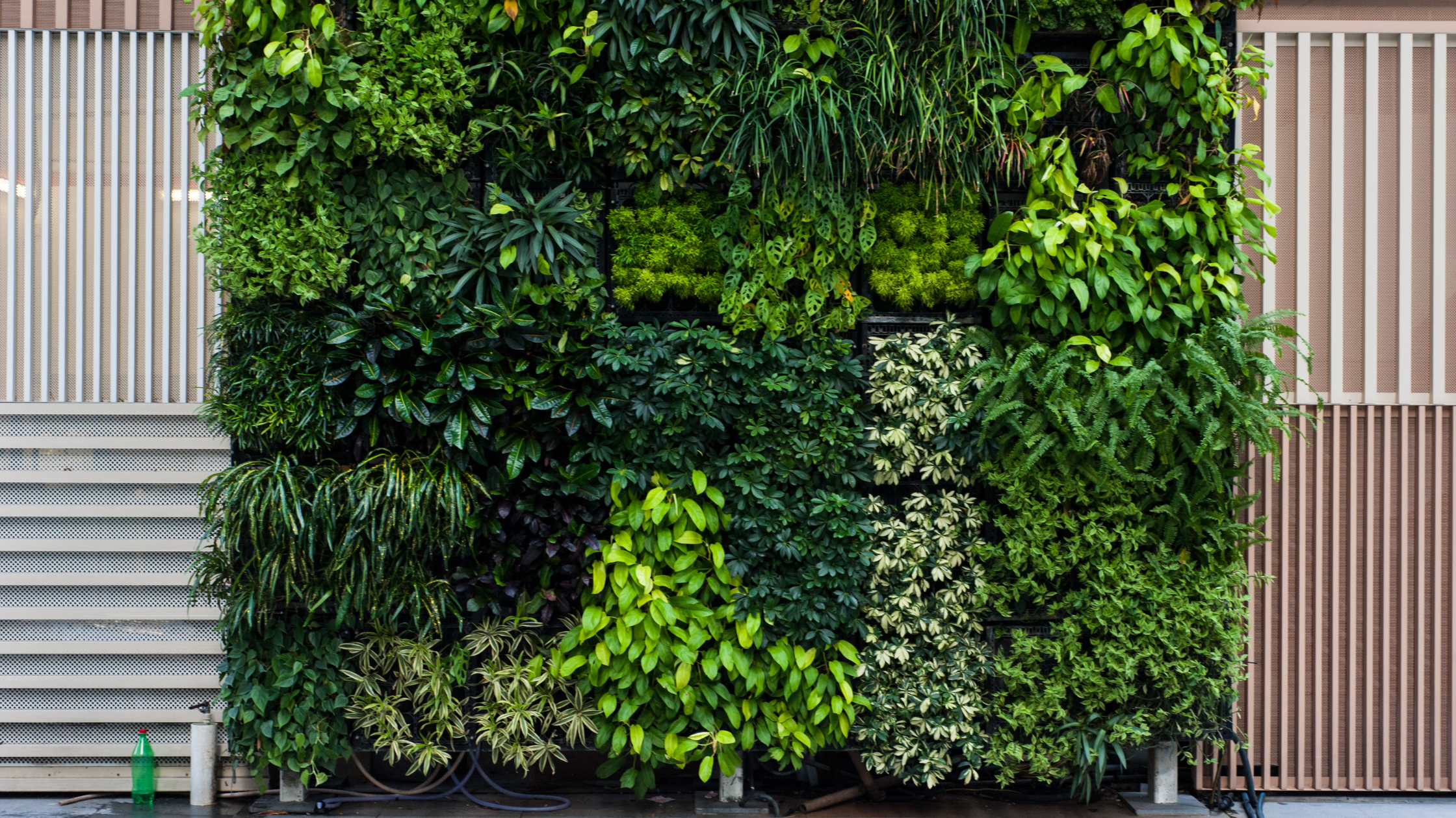 Featured Image: Vertical Garden 101 Guide Image of a vertical garden on wall
