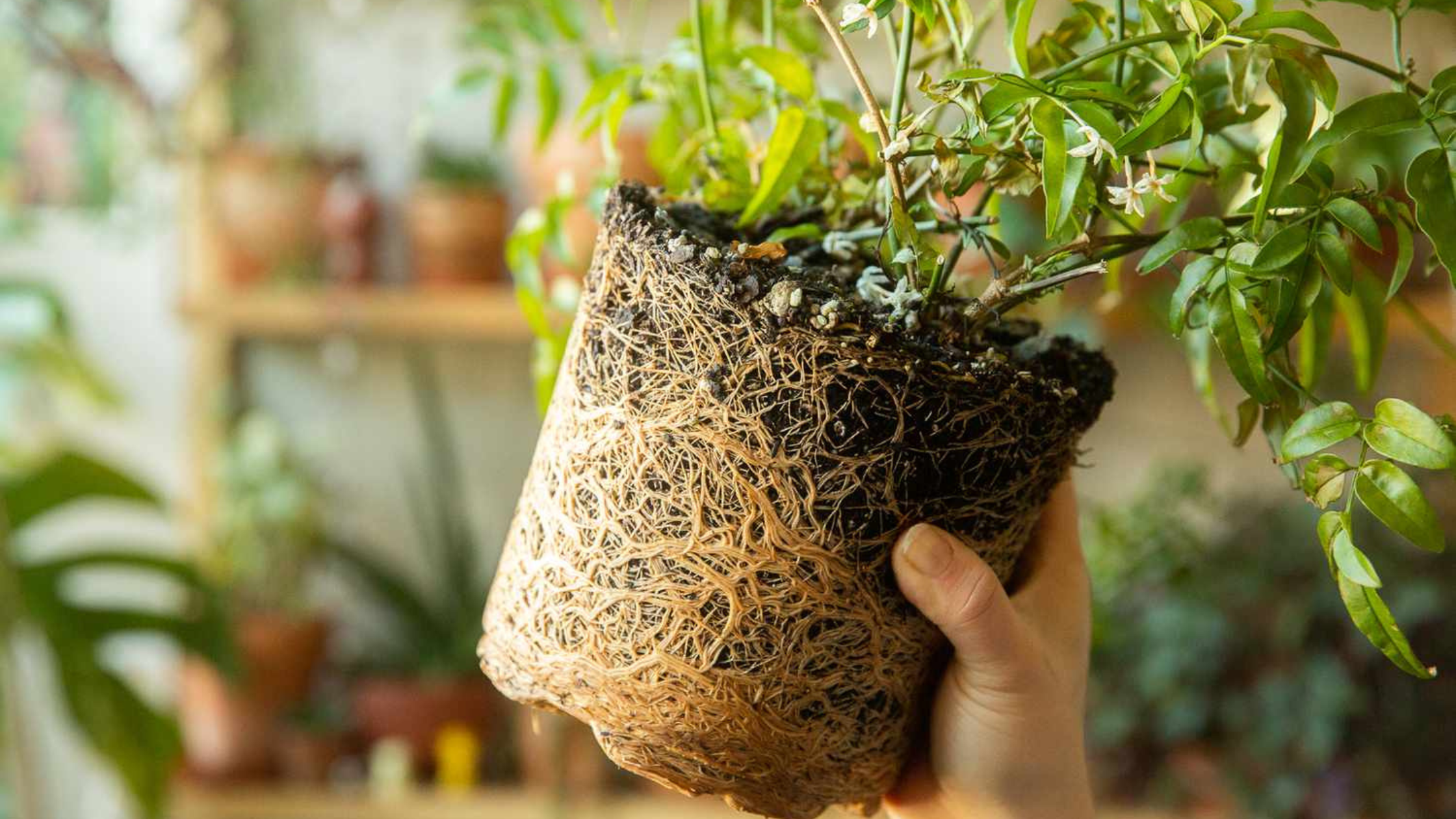 Featured Image: What Is Root Binding And How Do I Prevent It? Image of a plant that has root binding