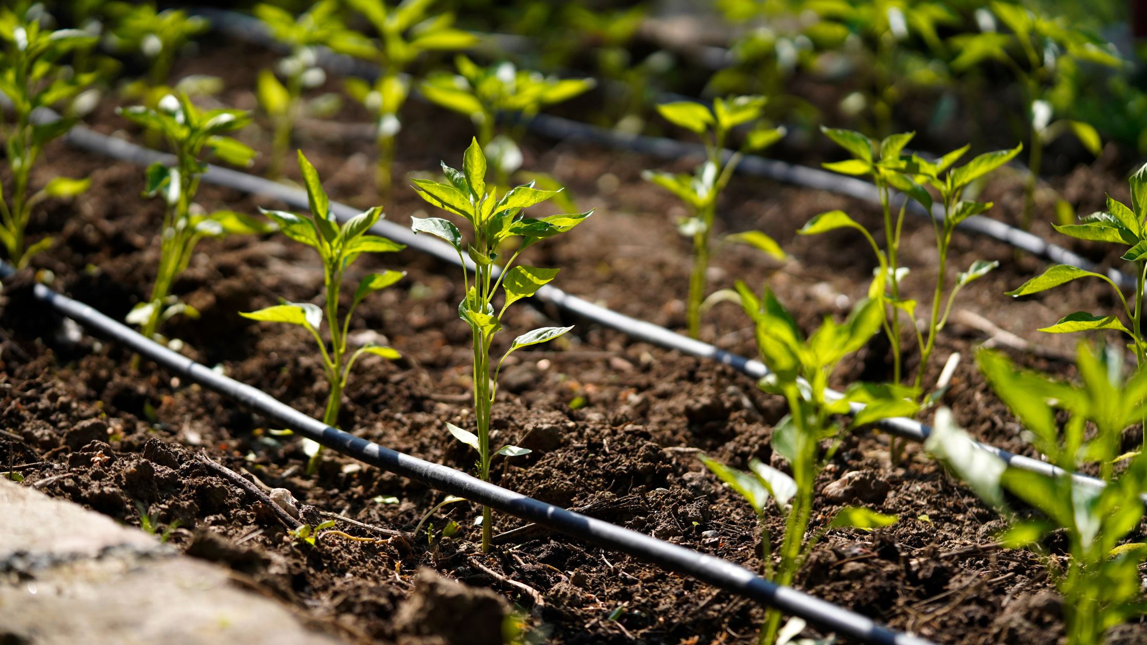 Featured Image: Which Is The Most Economical Irrigation System? Image of irrigation running between newly planted crops