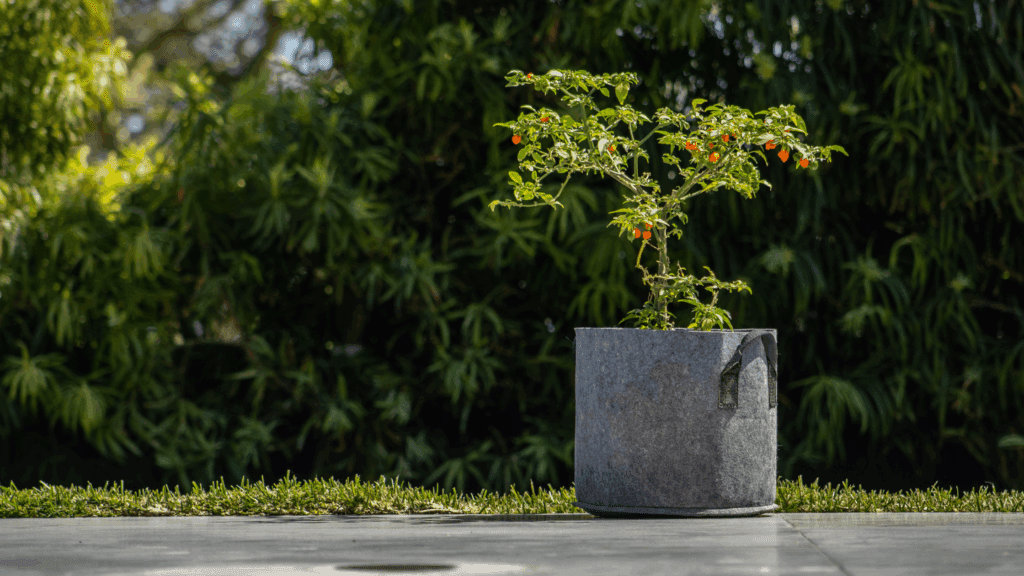 Featured Image: Why Fabric Plant Bags Are Better Than Plastic Planters Image of a fabric plant bag