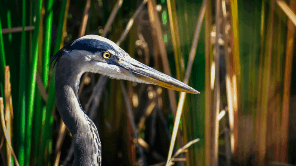 Featured Image: World Wildlife Day 2023 Image of a crane bird between reeds