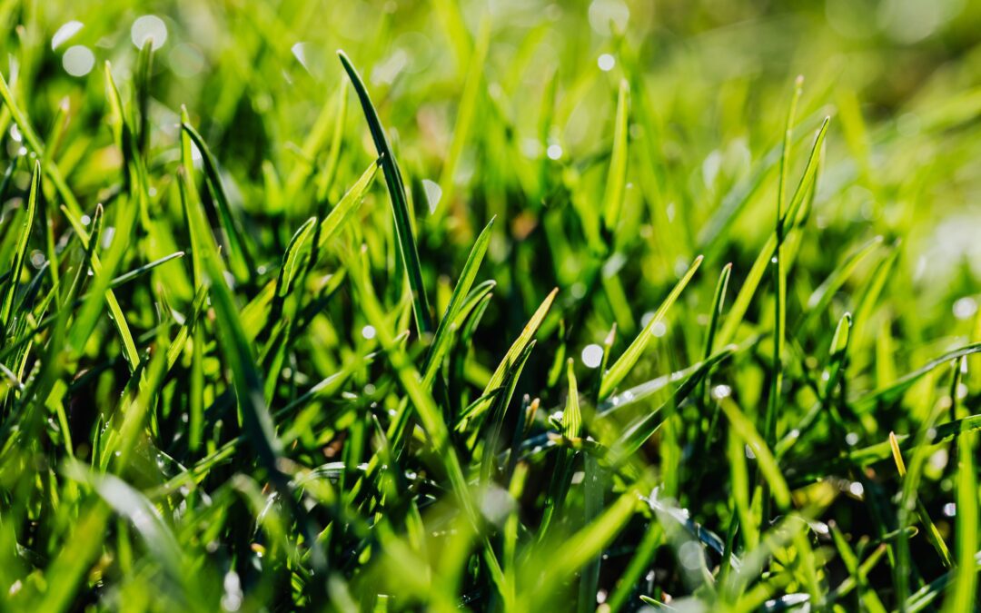 Best Fertilizer for Lawns South Africa