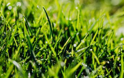 Best Fertilizer for Lawns South Africa