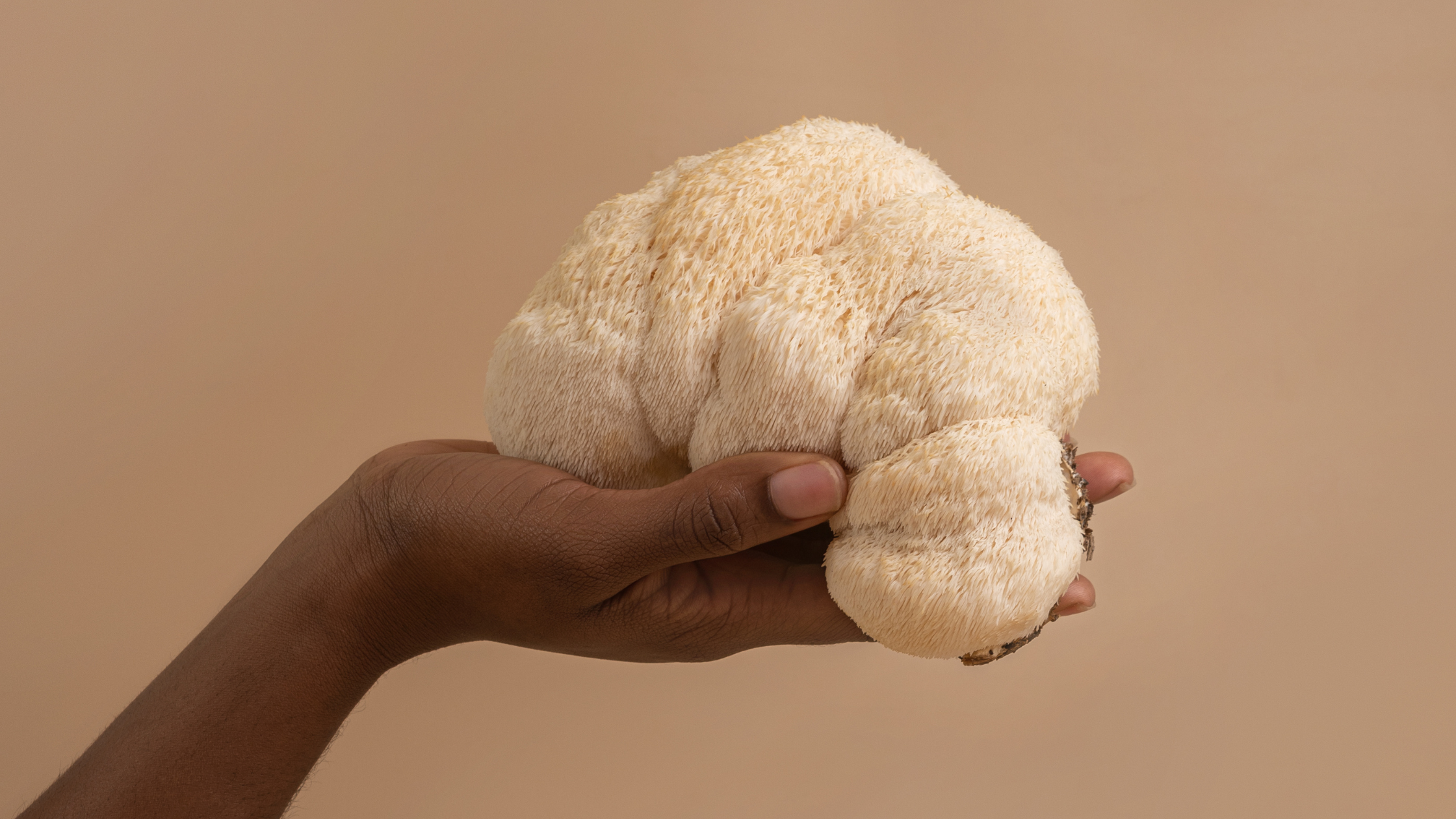 Lion's Mane for Stress Relief - Hand holding raw lion's mane mushroom